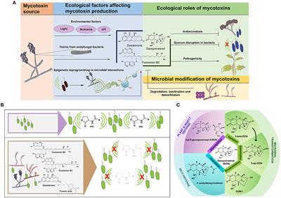 Frontiers | Mycotoxins In Conversation With Bacteria And Fungi